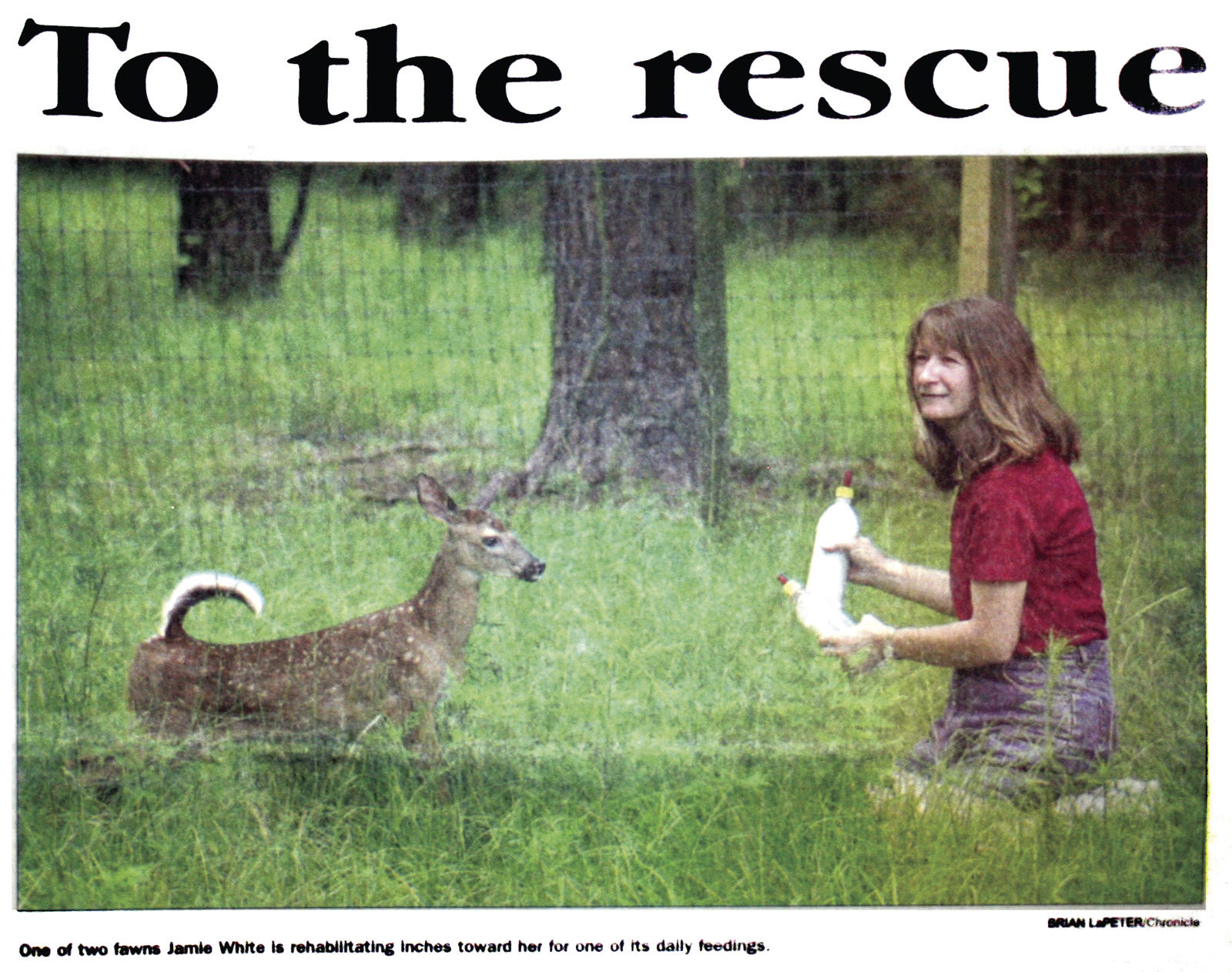 Rescued fawn